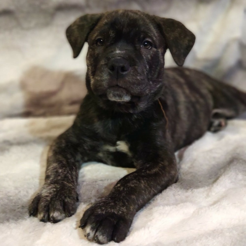 Ca de Bou lying down relaxed