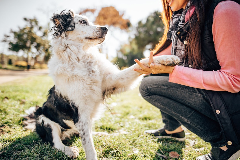 Hmong Bobtail Dog standing outdoors