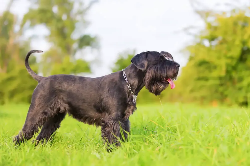 Standard Schnauzer looking attentive during training