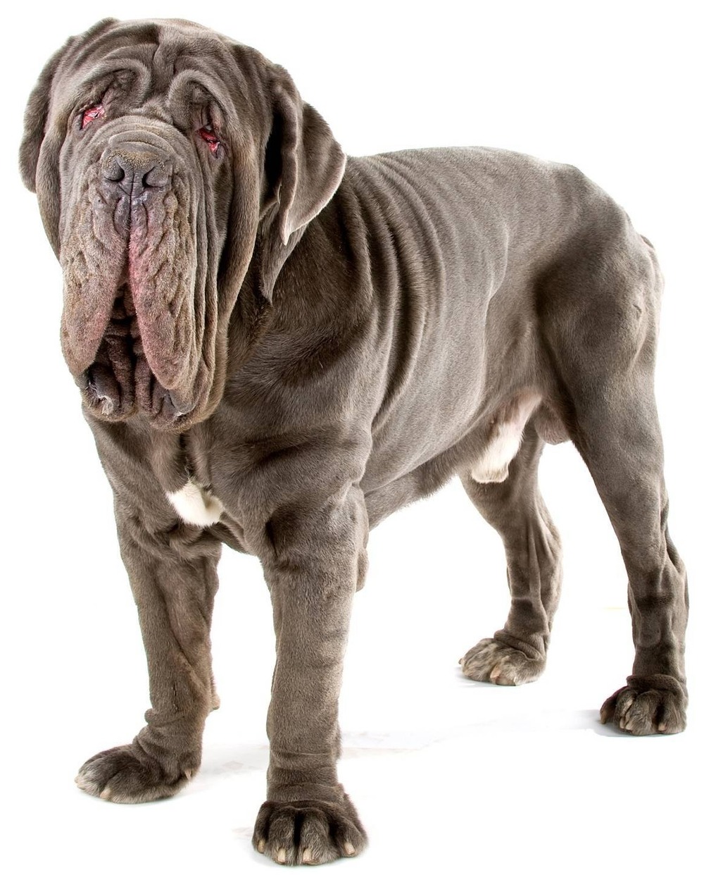 Close-up of Neapolitan Mastiff head and wrinkles