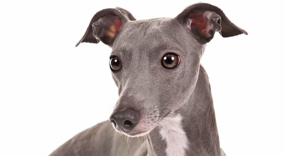 Italian Greyhound in profile