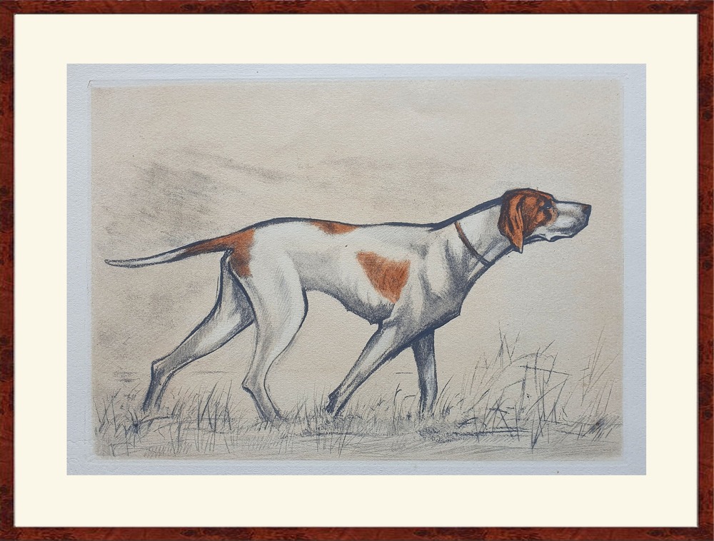 Braque Saint-Germain running in a grassy area