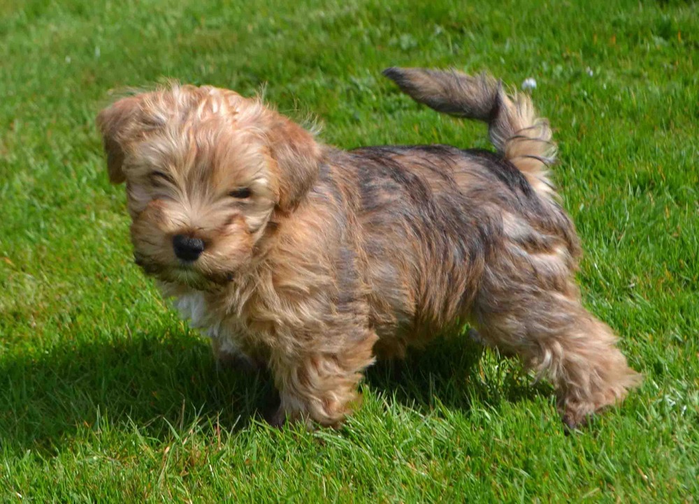 Sporting Lucas Terrier standing outdoors