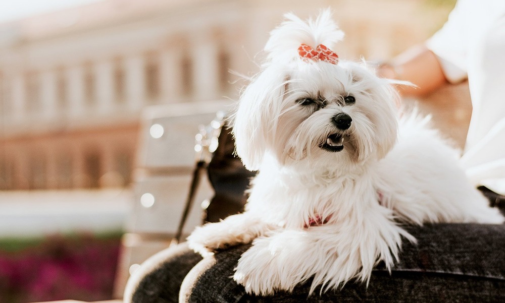Maltese dog standing with silky white coat