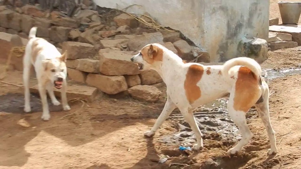 Long-coated working dog with alert posture
