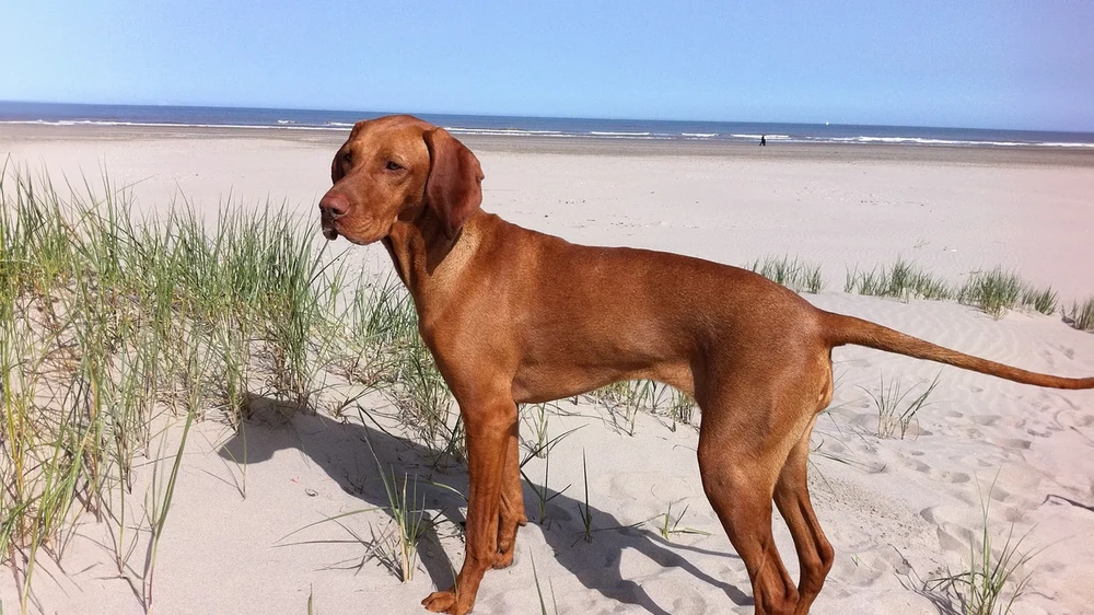 Vizsla looking up at feeding time