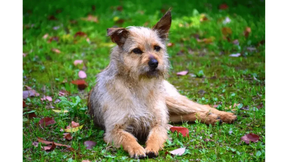 Dutch Smoushond sitting alertly