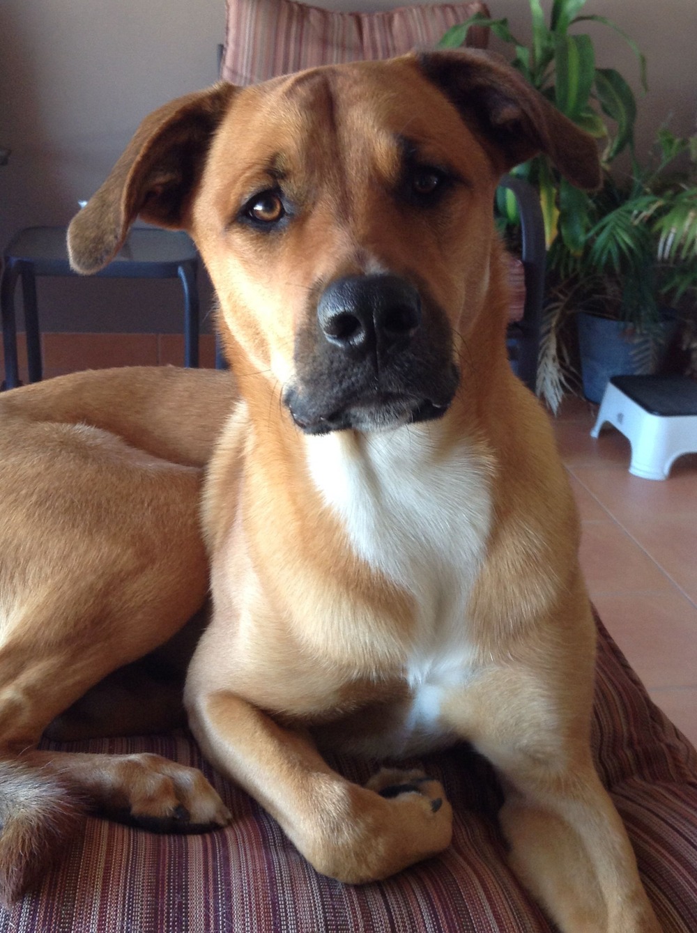 Black Mouth Cur moving through grass