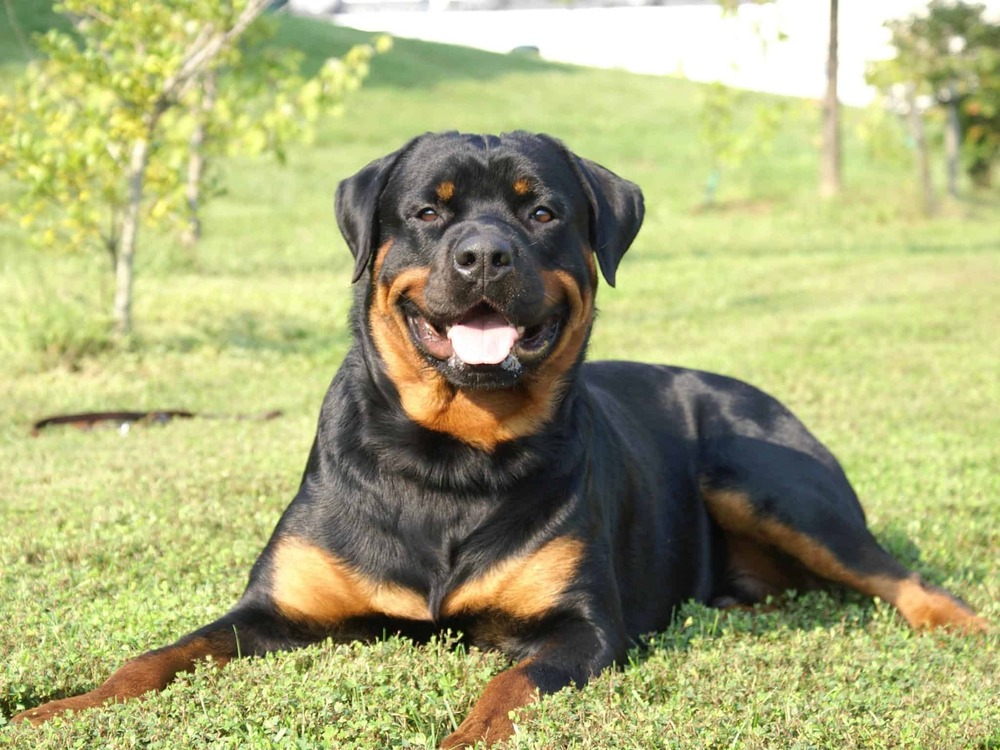 Rottweiler sitting calmly in a yard