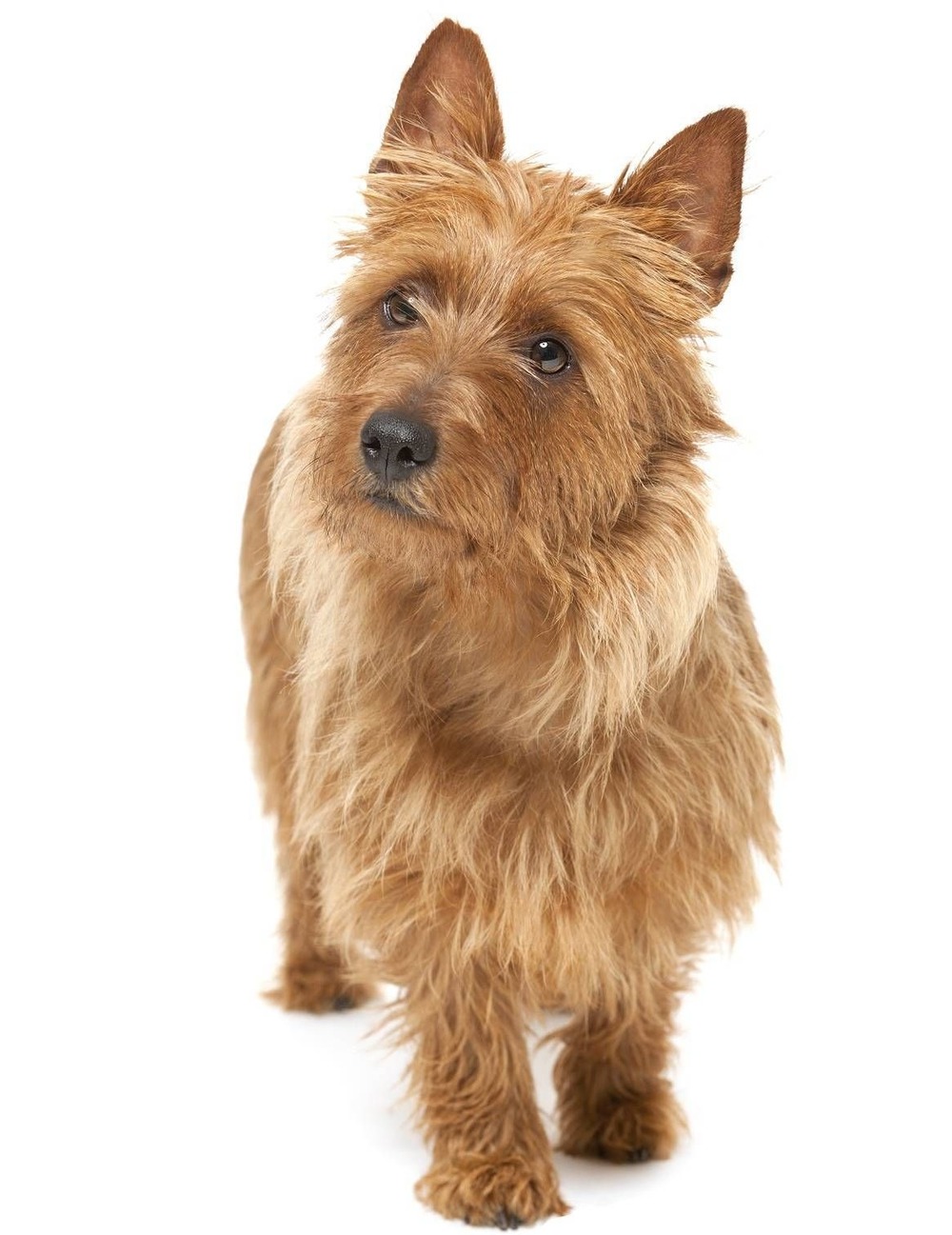 Australian Terrier on grass with alert ears