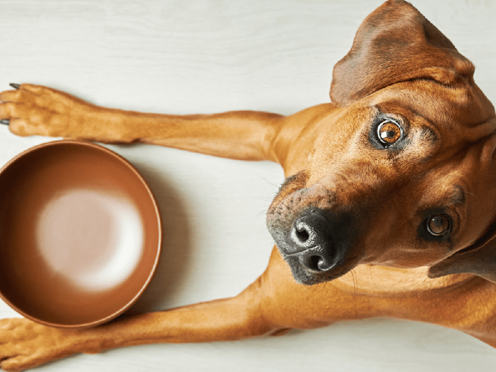 Dog resting with a chew in a quiet area