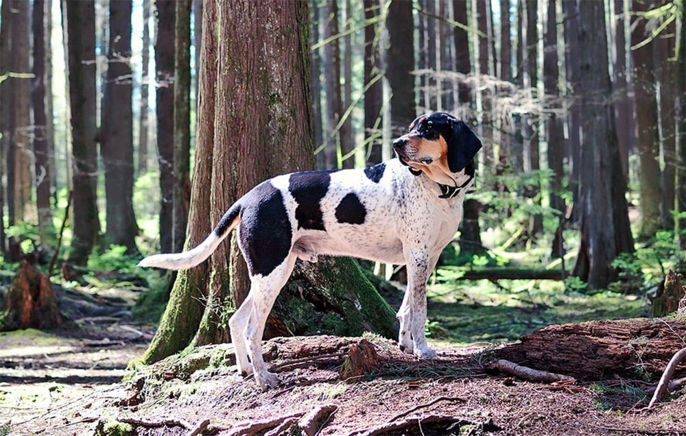 Bluetick Coonhound walking on lead