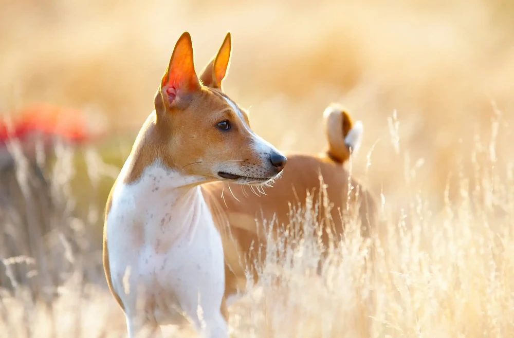 Romanian Mioritic Shepherd Dog sitting calmly