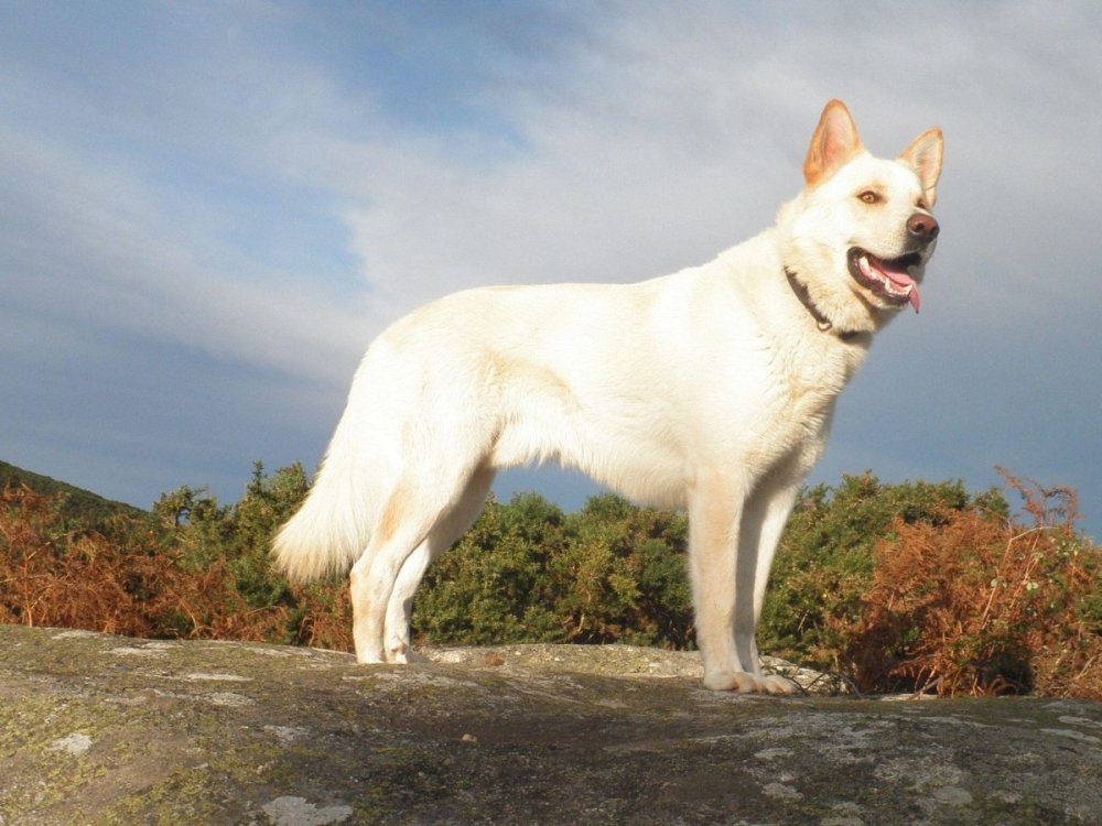 Can de Palleiro head and shoulders
