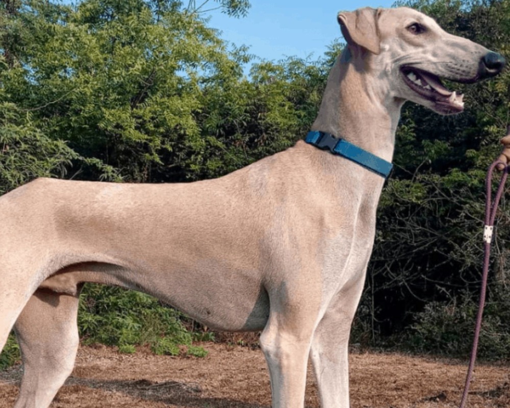 Short-coated hound-type dog in a rural setting