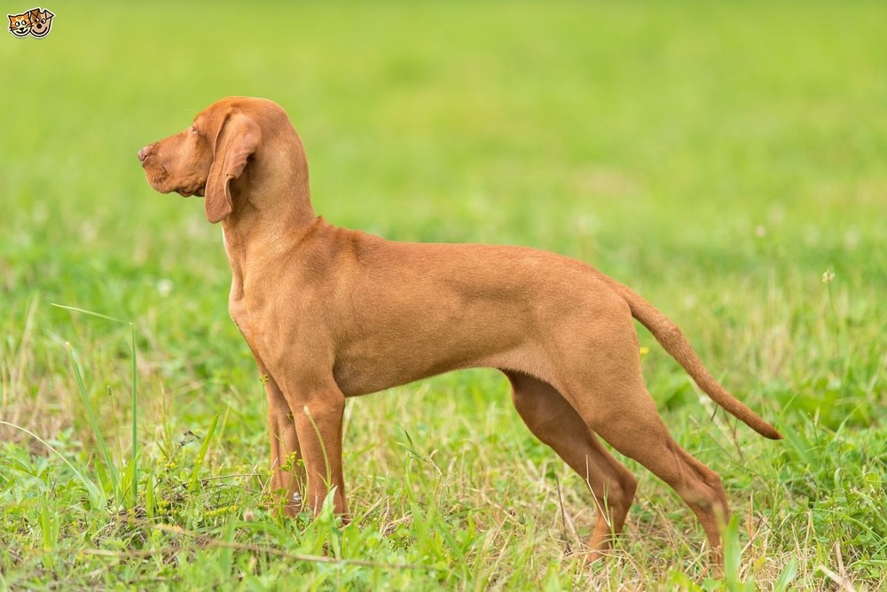 Vizsla close-up showing rust coat and floppy ears