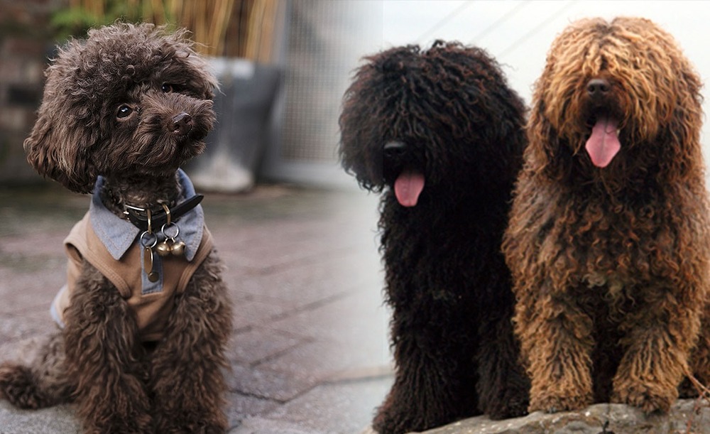Spanish Water Dog looking up