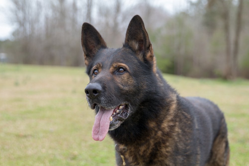 Jonangi dog close up showing short coat and upright ears