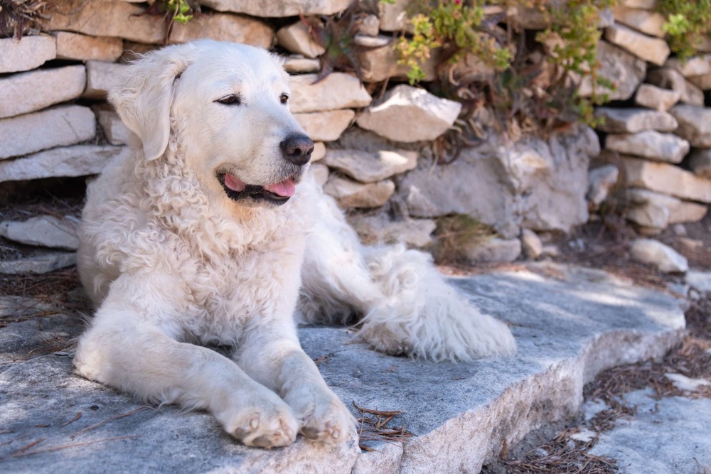Large white Kuvasz with wavy double coat