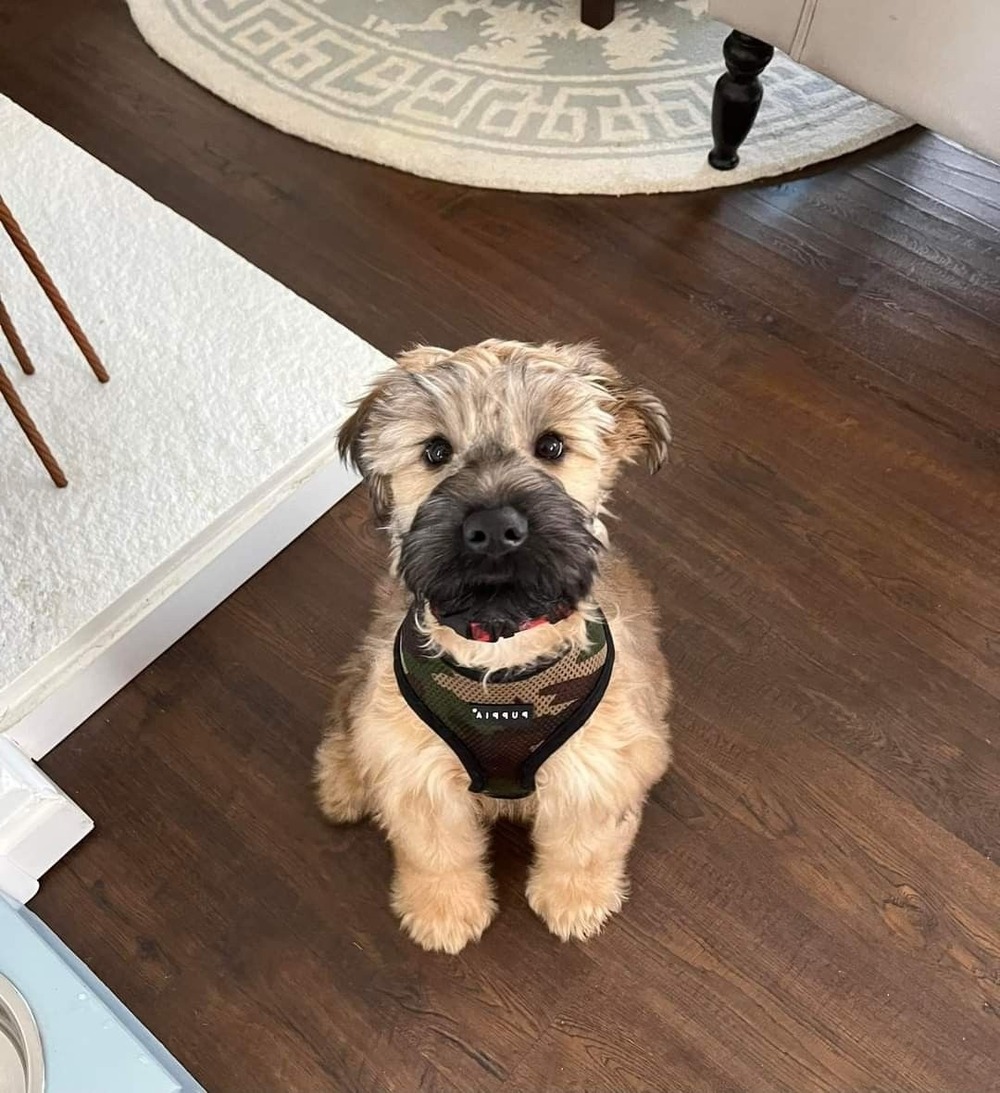 Soft-coated Wheaten Terrier close-up of face and coat