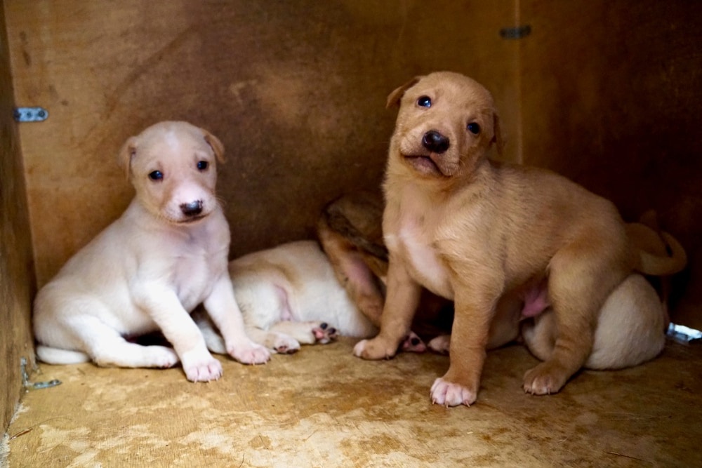 Cretan hound resting and alert