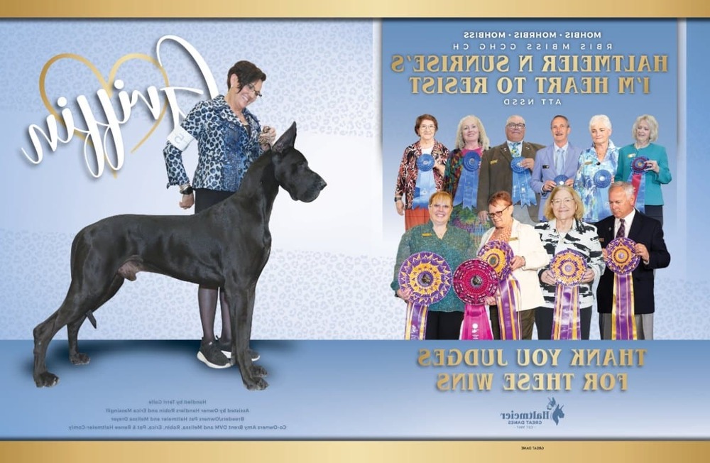 Peruvian hairless dog standing alert