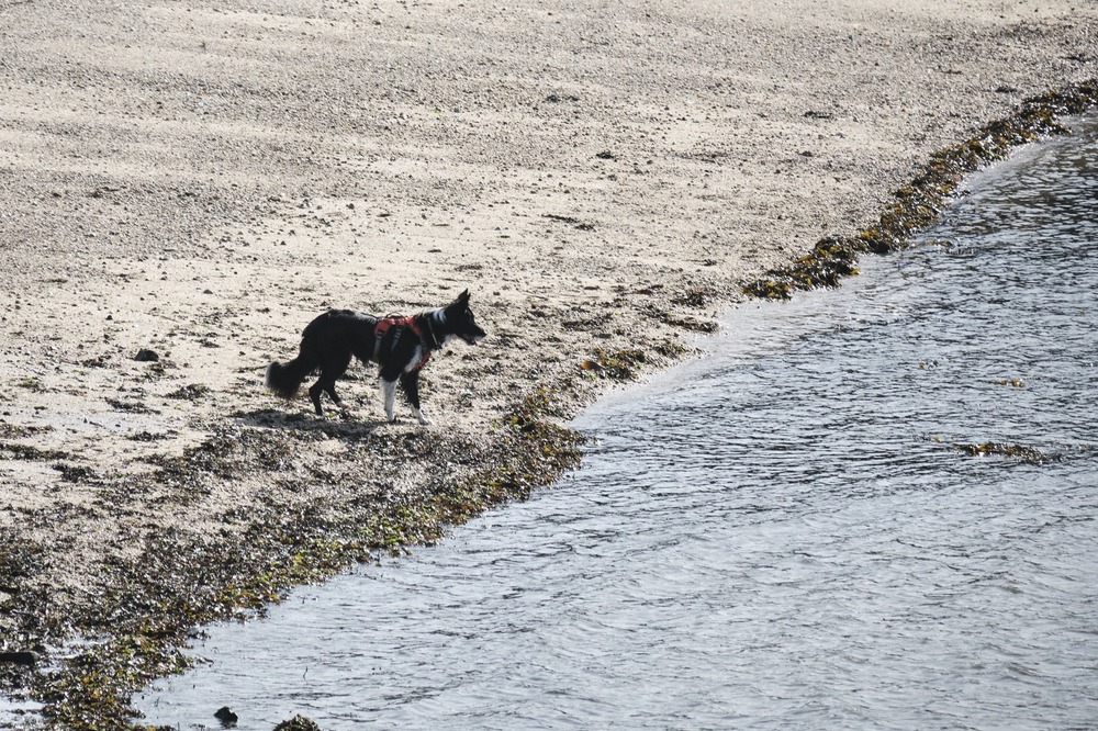 Border Collie playing and watching handler