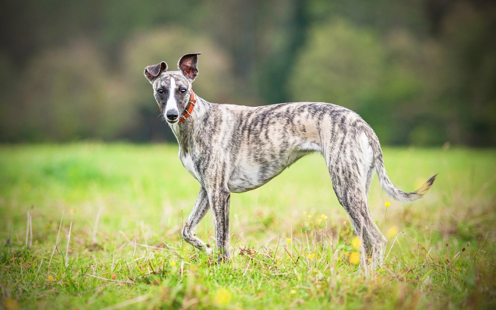 Whippet resting on grass