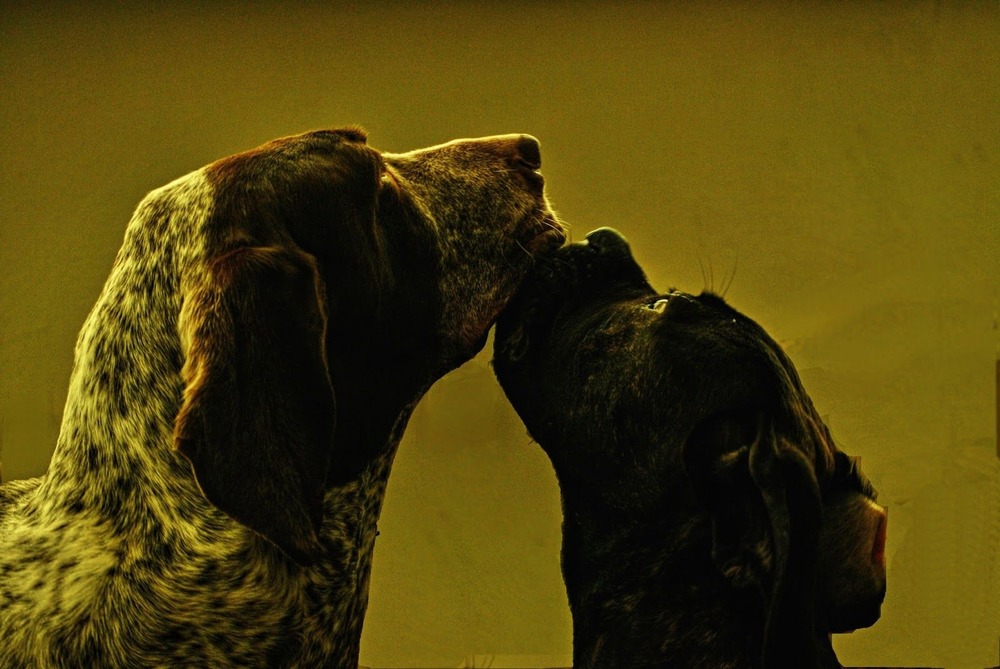 Burgos Pointer walking on lead