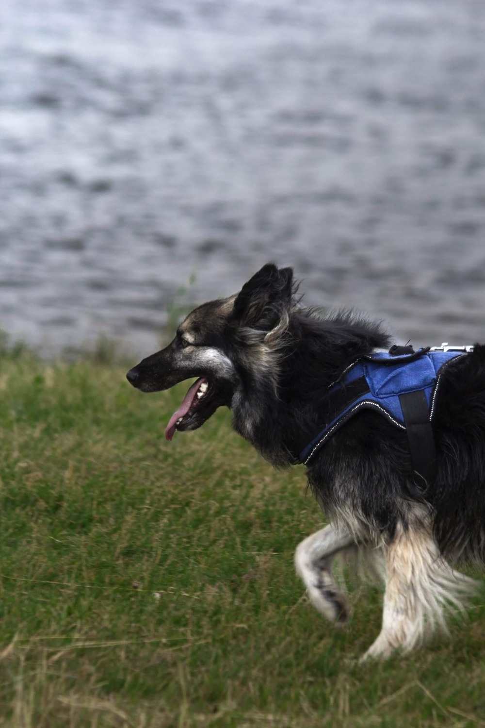 Shiloh Shepherd lying on grass