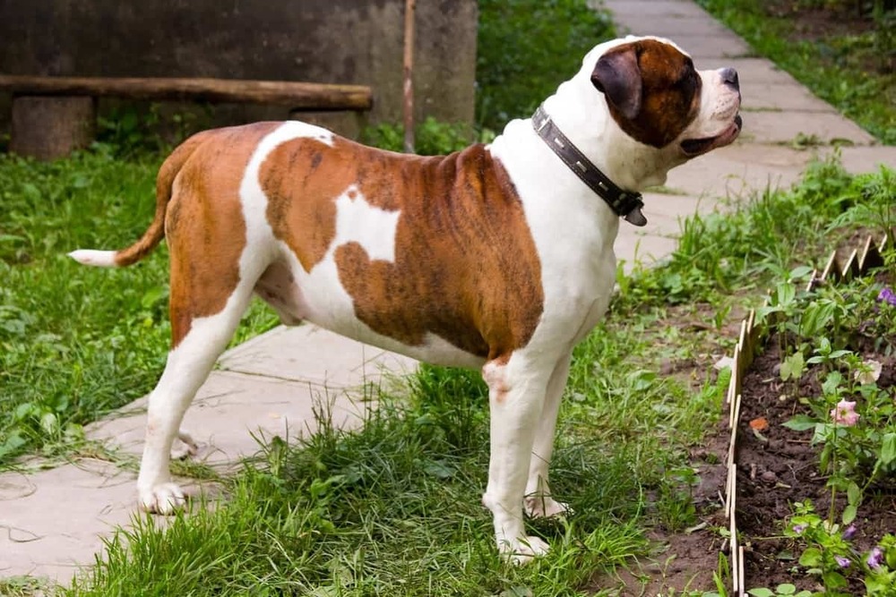 American Bulldog sitting alertly