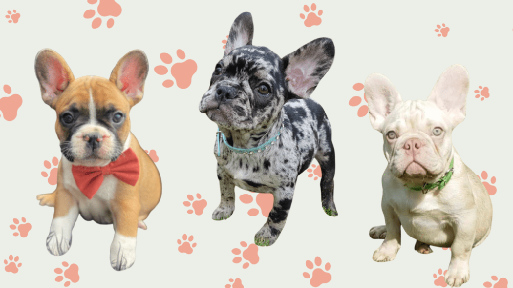 Close-up of a French Bulldog face and ears