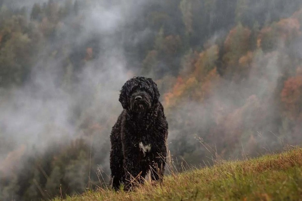 White curly dog with alert posture