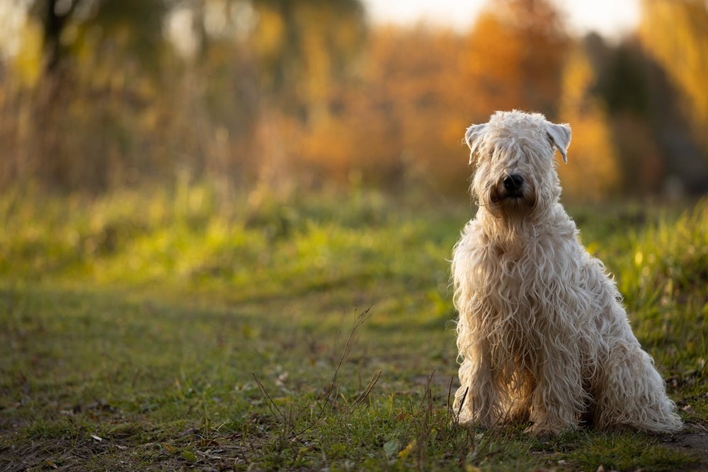 Small terrier standing outdoors