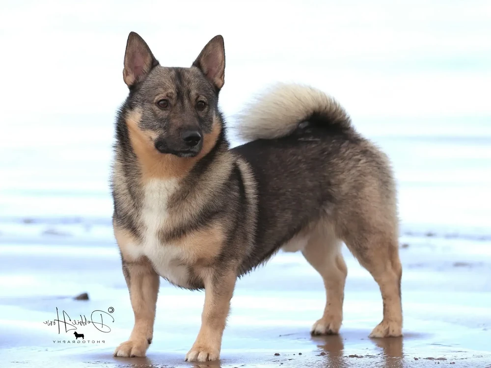 Close view of Swedish Vallhund coat texture