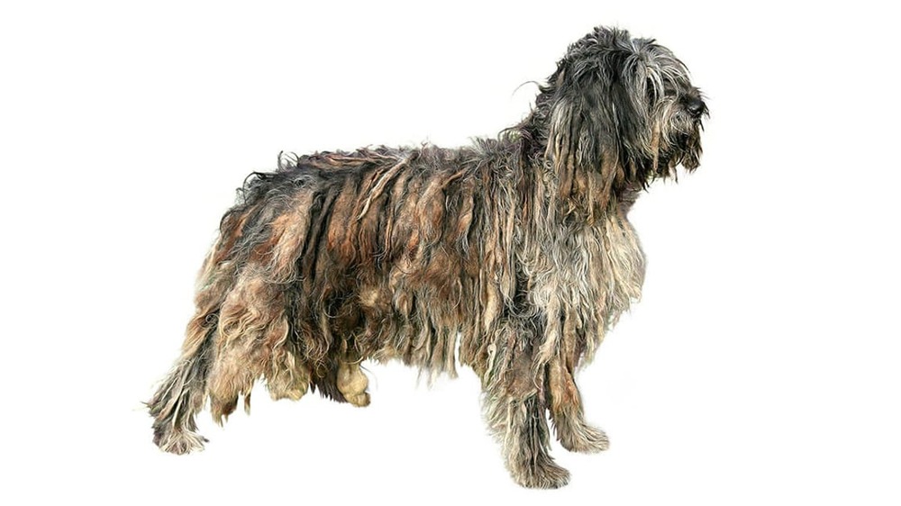 Bergamasco Sheepdog coat texture and flocks