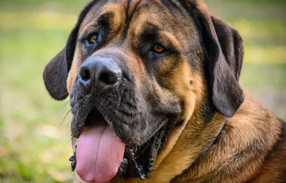 Close view of a Mastiff face
