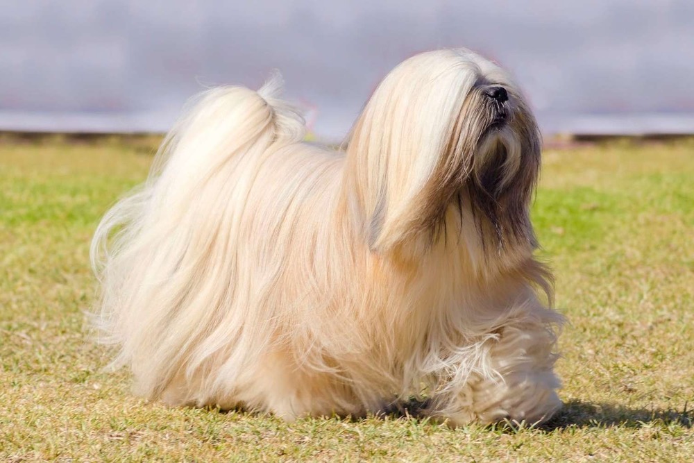 Lhasa Apso resting on a blanket