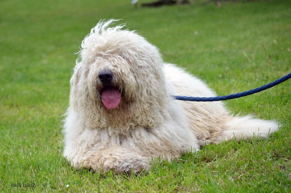 Komondor resting calmly with corded coat