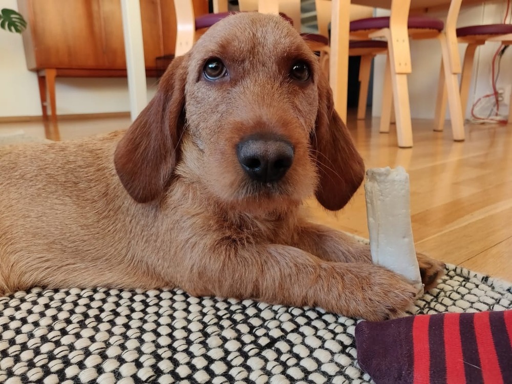Griffon Fauve de Bretagne walking on a path