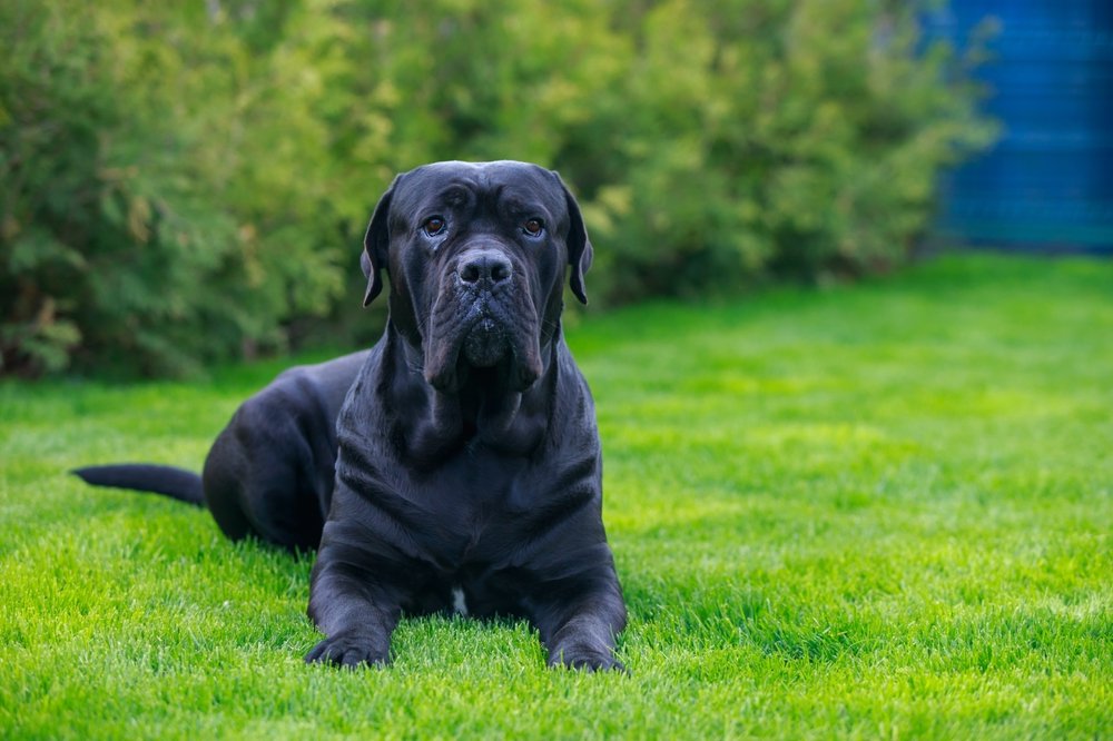 Cane Corso lying on grass