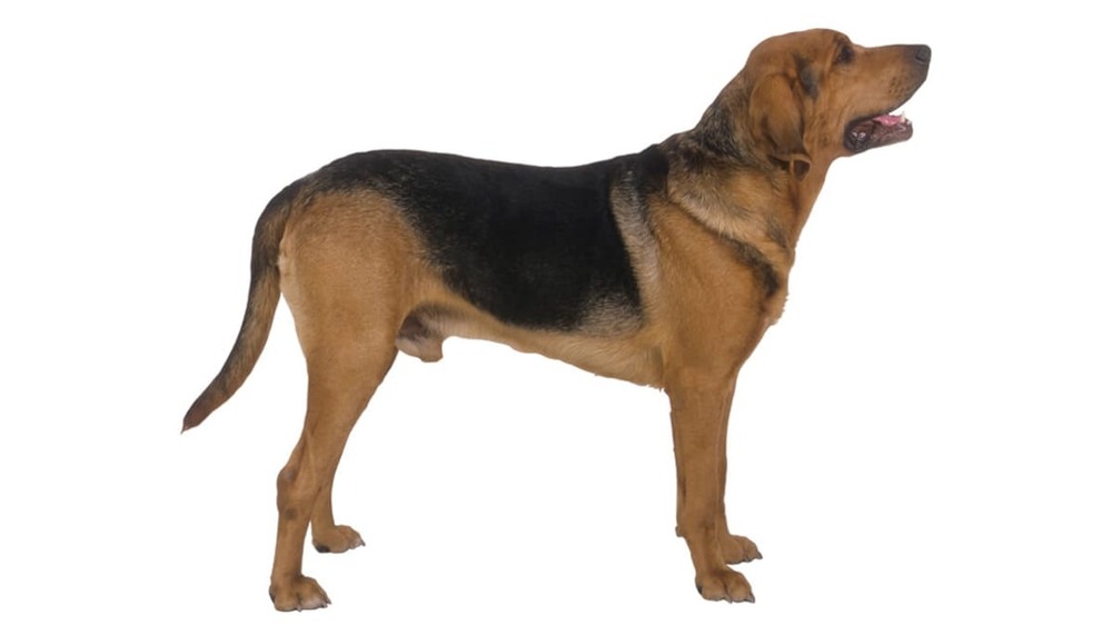 Polish Hound resting on grass