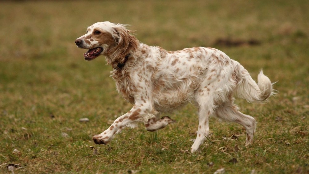 English Setter relaxing on grass