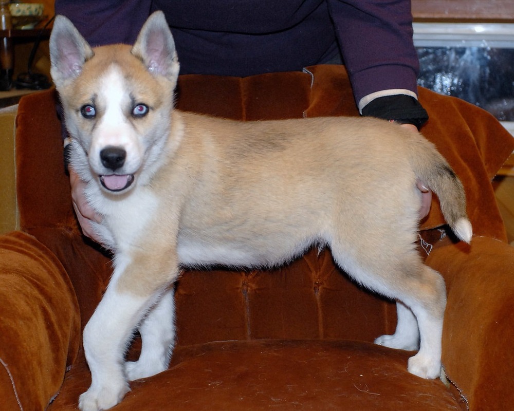 Seppala type sled dog standing in snow