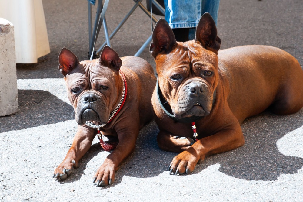 Close view of Chongqing Dog face