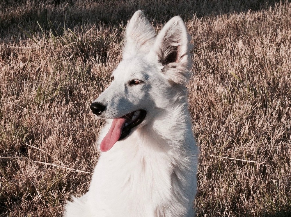 White Swiss Shepherd Dog standing side on showing athletic build