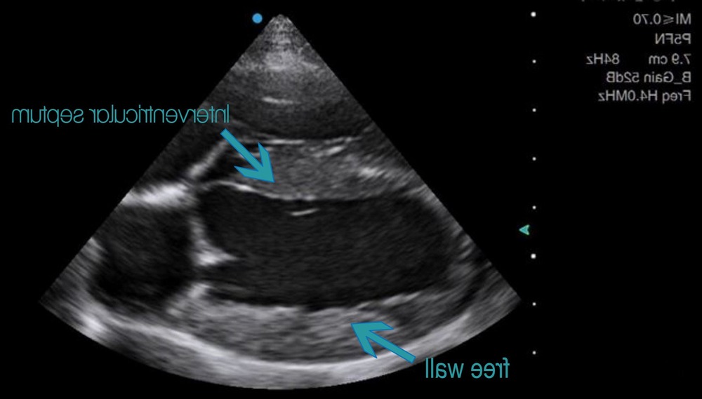 Owner spending quiet time with a dog