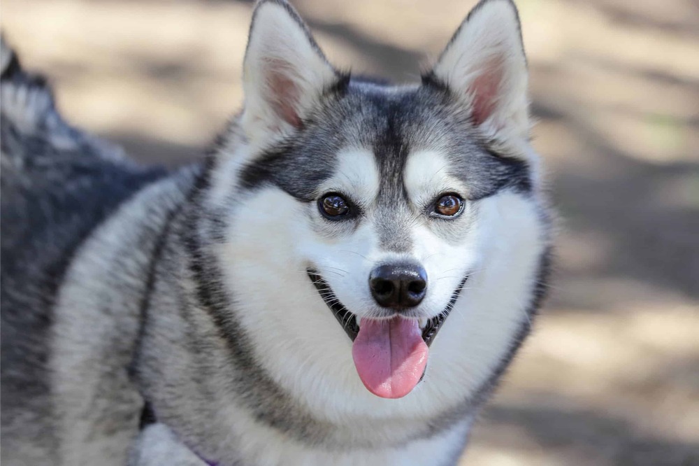 Alaskan Klee Kai resting on grass in daylight
