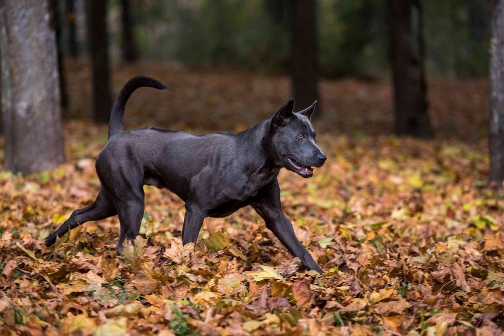 Close view of a Thai Ridgeback coat and ridge