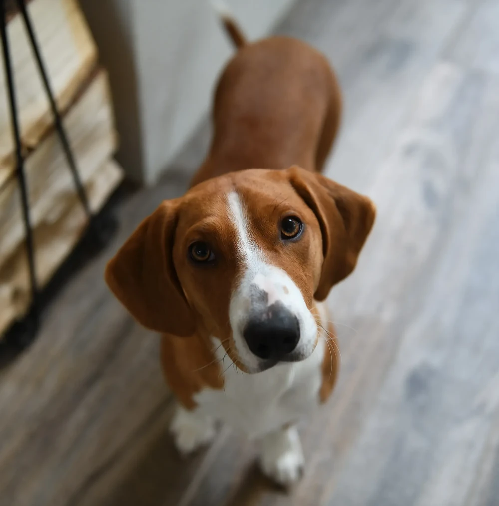 Drever on a lead during a walk